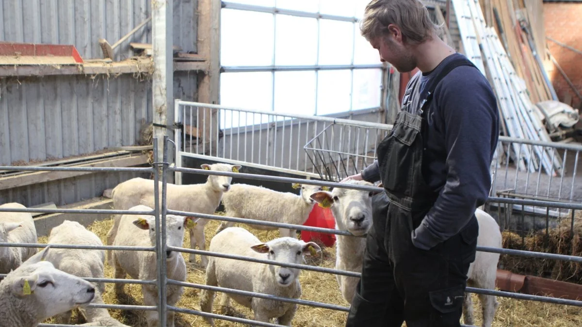 - Jeg har aldrig haft noget med får at gøre før, men syntes, at det kunne være sjovt at starte op. Og så tænkte jeg, at det kunne være spændende at være med til at hjælpe en beskyttet race som hvidhovedet marskfår op igen, siger Marcus Nielsen.