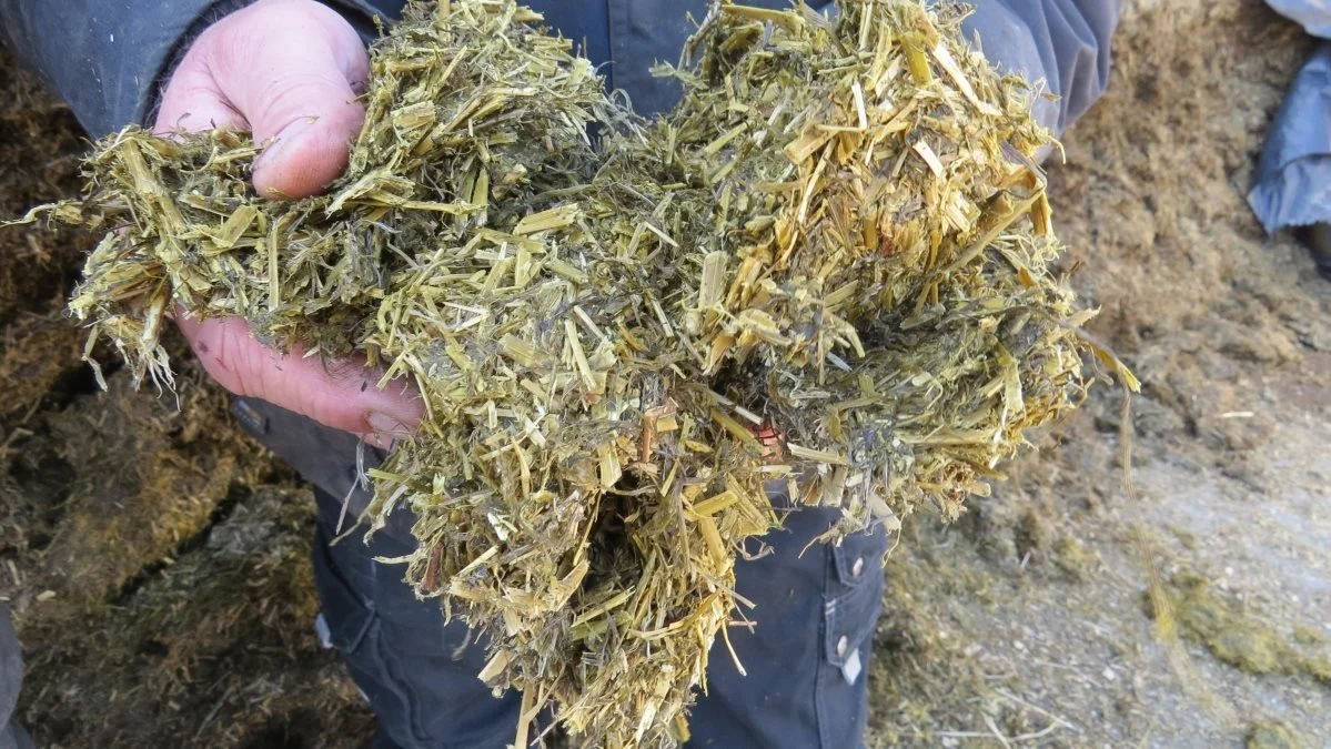 Køernes foderration består blandt andet af græsensilage, som indeholder 75 procent lucerne.
