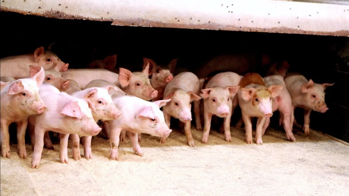 AB Neo's Primary Diets-koncept består af kvalitetsfoderløsninger og vejledning til smågriseproducenter. Foto: Anne Wolfenberg