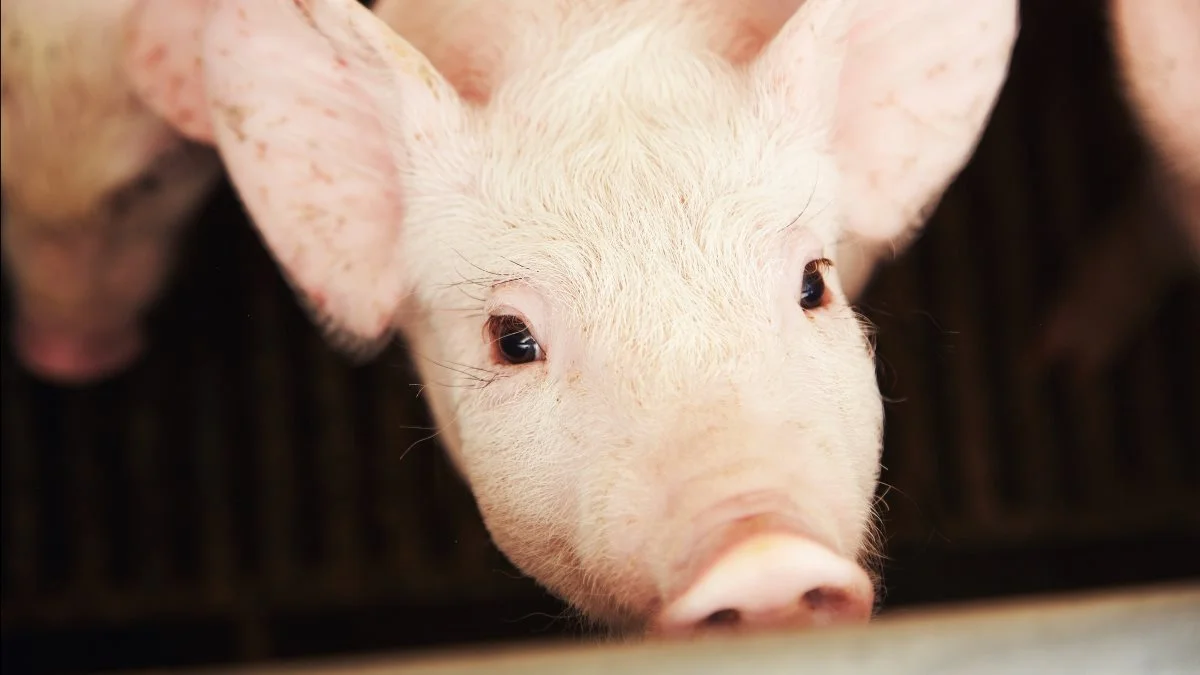 AB Neo's Primary Diets-koncept består af kvalitetsfoderløsninger og vejledning til smågriseproducenter. Foto: AB Neo