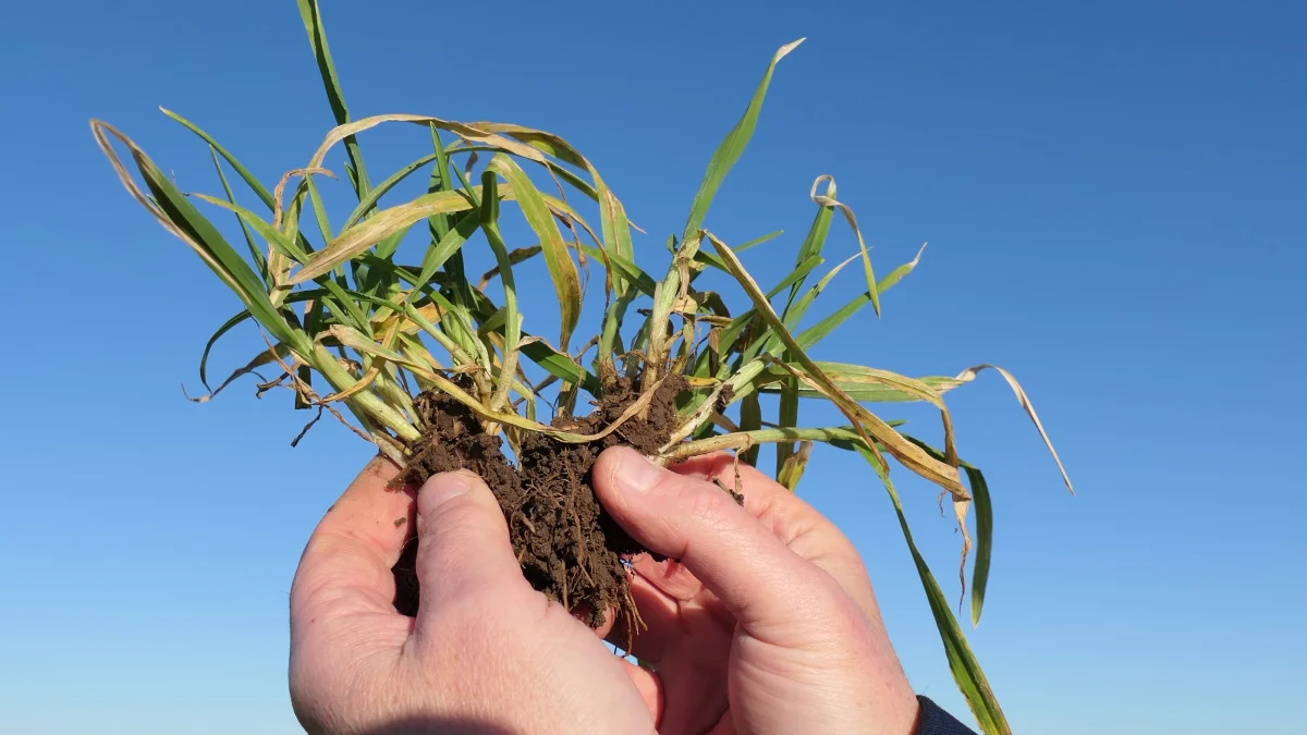 Op til ti sideskud og en jævn plantebestand på cirka 120 planter pr. kvadratmeter er optimalt og vidner om et godt udbyttepotentiale i hybrid-vinterbyggen, en Hyvido-sort fra Syngenta. Fotos: Bøje Østerlund