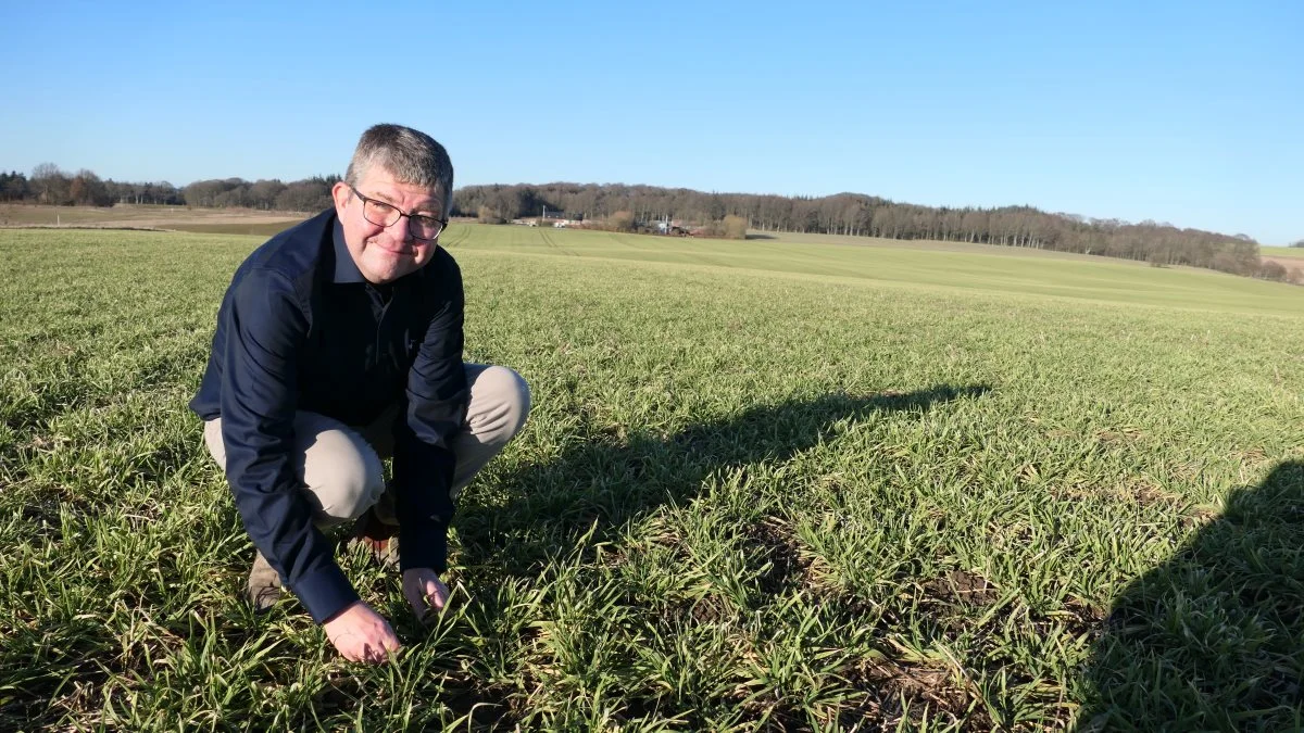 Denne her mark har klaret vinteren helt perfekt. Mogens Steenholt Mogensen kan konstatere, at den korte vinterperiode på blot tre uger ikke har stillet hybrid-vinterbyggen dårligere end en »normal« mild vinter uden sne og frost. 