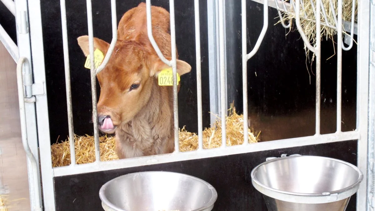 Fra årsskiftet 2021-22 træder en frivillig brancheaftale om stop for aflivning af kalve i kraft. Allerede nu skal landmanden tage stilling til, hvad der skal ske, hvis han inseminerer en ko og får en uønsket kalv. Arkivfoto: Camilla Bønløkke