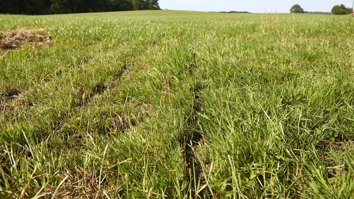 Landbrugsstyrelsen har nu udbetalt plejegræs- og økologitilskud vedrørende 2020 til cirka 6.000 landmænd. Arkivfoto