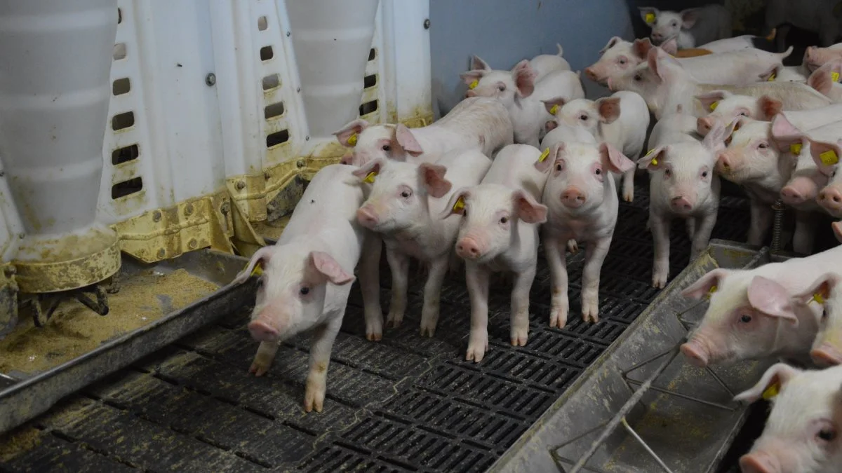 Ifølge Arne Ringsing gælder det om at have en så robust gris som muligt ved fravænning. Det handler blandt andet om at sikre optimal fravænningsalder og ikke mindst fravænningsvægt. Arkivfoto: Camilla Bønløkke
