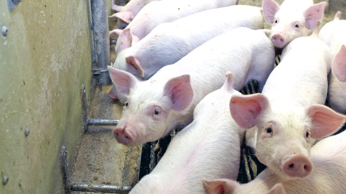 Hos Lallemand Animal Nutrition anser man biofilmen i rørstrengene for at være den største kilde til forringelse af foderet.