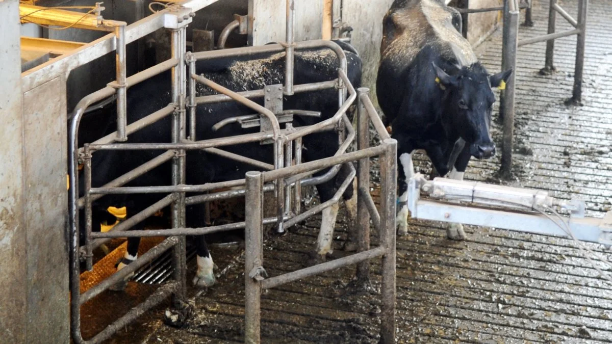 Den økonomiske klemme er fortsat en realitet i kvægbruget, skriver Ingrid van den Hengel, der er LandboSyds næstformand. Fotoet har ikke noget specifikt med sagen at gøre. Arkivfoto