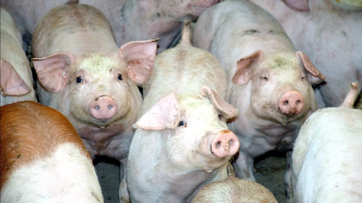 Andelshavere i Danish Crown kan forvente at få 10,50 kroner pr. kg for slagtesvin i vægtklassen 69 til 93,9 kg. Foto: Camilla Bønløkke