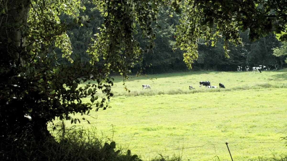 Naturstyrelsen har i denne uge fået voldsom kritik for måden, som den holder kvæg i Mols Bjerge. Arkivfoto