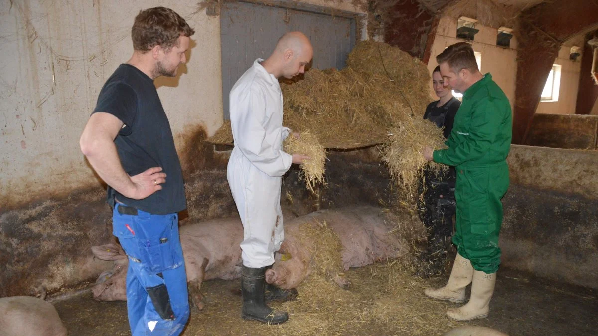 Ifølge Simon Skaarup Jensen kan mykotoksiner i halmen ikke ses med det blotte øje. Halmen kan derfor godt være fin og lys, men stadig have et højt niveau af toksiner. Han ses her i snak med fra højre driftsleder Therese Bach, dyrlæge Simon Åkerblom og Henrik Larsen. Fotos: Camilla Bønløkke

