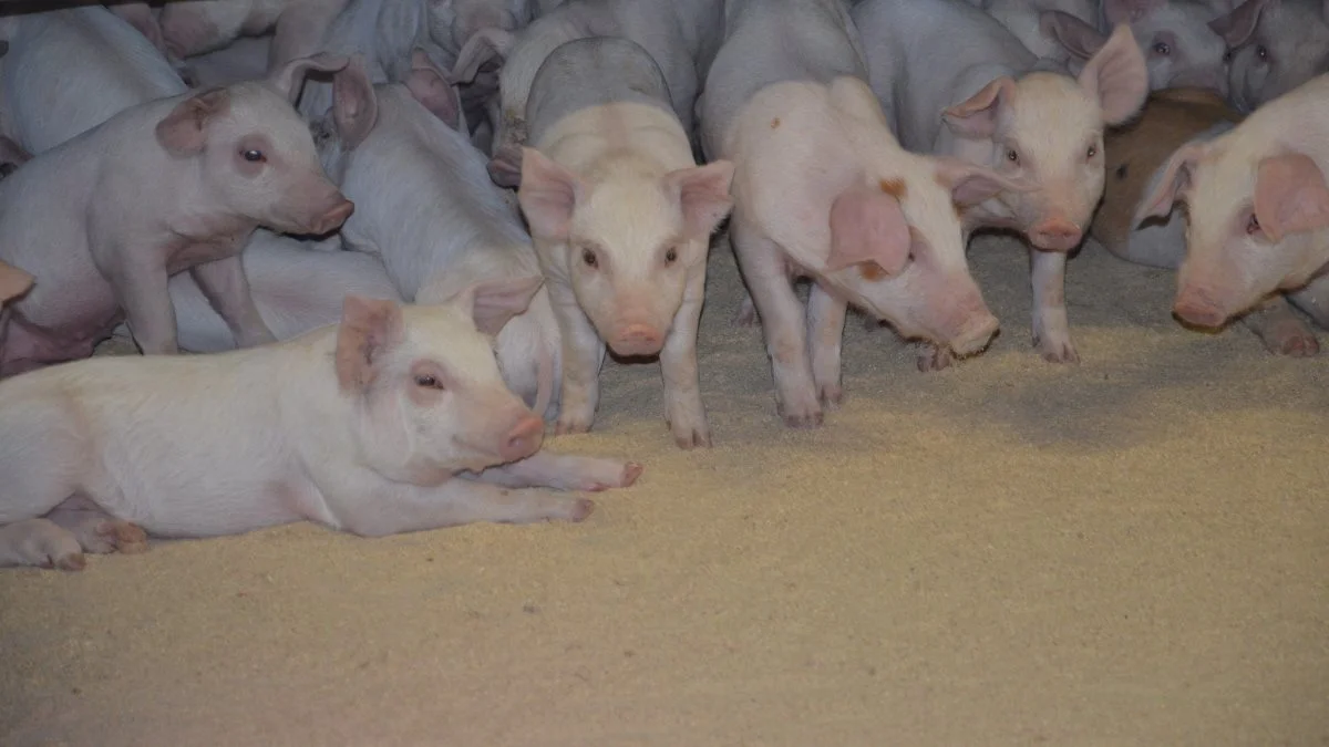 Det mikrobielle Uniprotein-produkt fra Unibio er blevet testet på TestGris i Herning i samarbejde med Aarhus Universitet og Danish Agro som foder til smågrise. Arkivfoto: Camilla Bønløkke