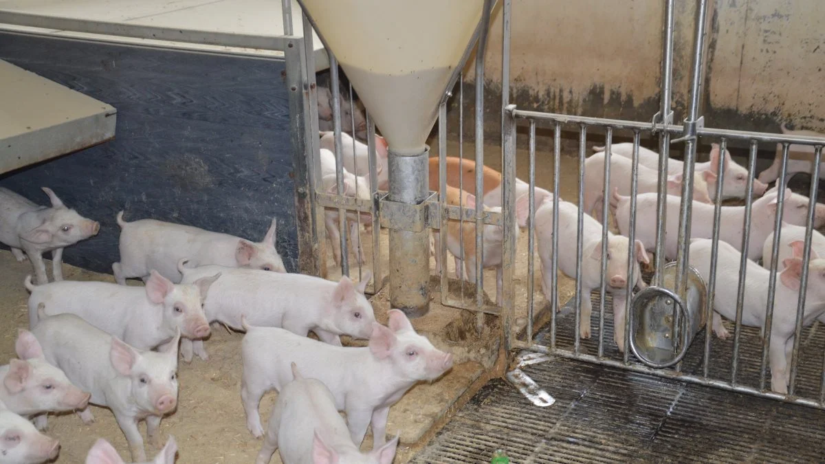 SvineRådgivningen har lavet deres eget bud på en startblanding uden tilsat vetzink. Arkivfoto: Camilla Bønløkke

