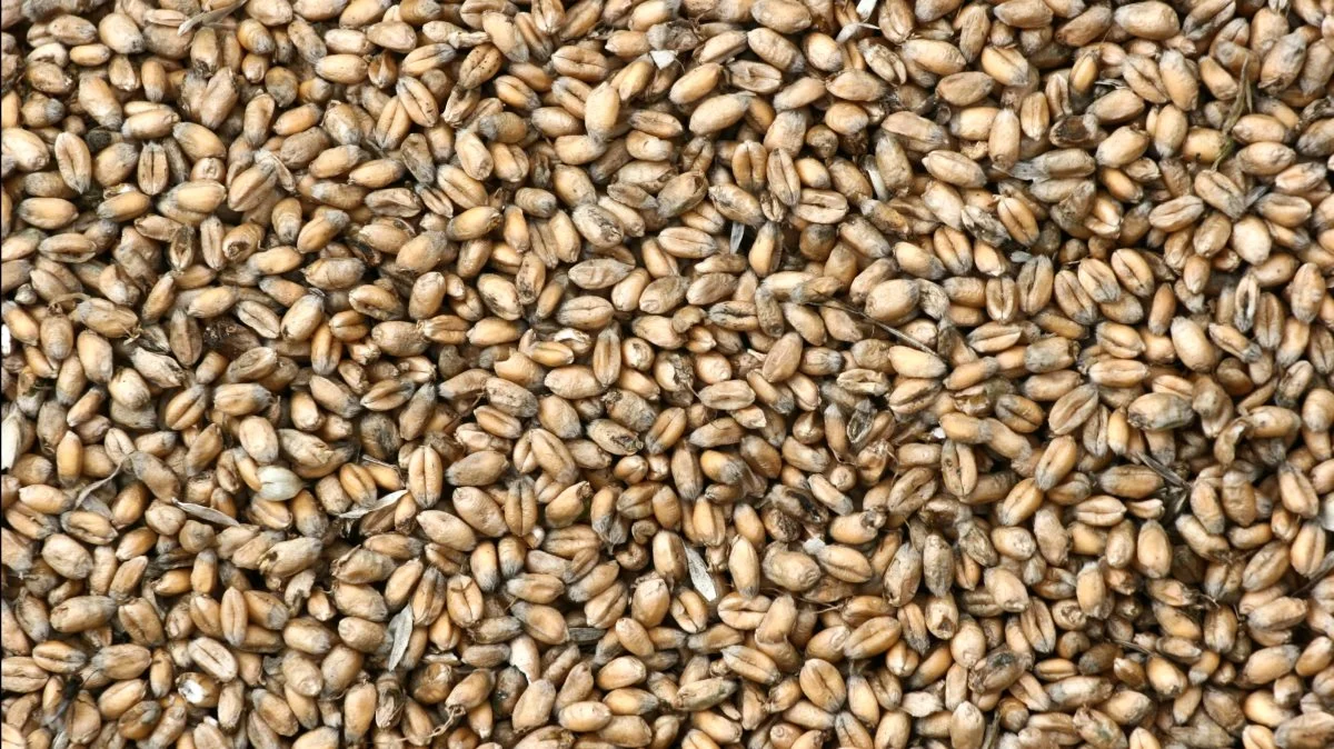 Handelsorganisationen Coceral nedskrev torsdag deres estimater for den samlede europæiske og engelske afgrødeproduktion i 2021, herunder hvede. Foto: Colourbox