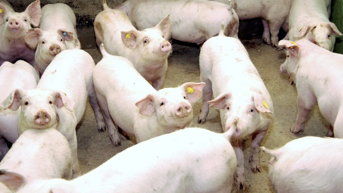 Ifølge Veganerpartiet skal der etableres en omstillingsfond, som skal sikre en smidig overgang fra animalsk til plantebaseret produktion. Foto: Tenna Bang