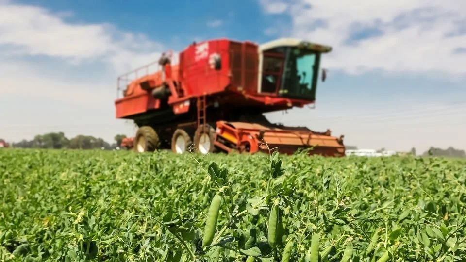 Ærter er en af de afgrøder, som Danmark tidligere har dyrket mange flere af, og som ventes at blive en efterspurgt ingrediens i fremtidens plantebaserede fødevarer. | Foto: Dansk Vegetarisk Forening.