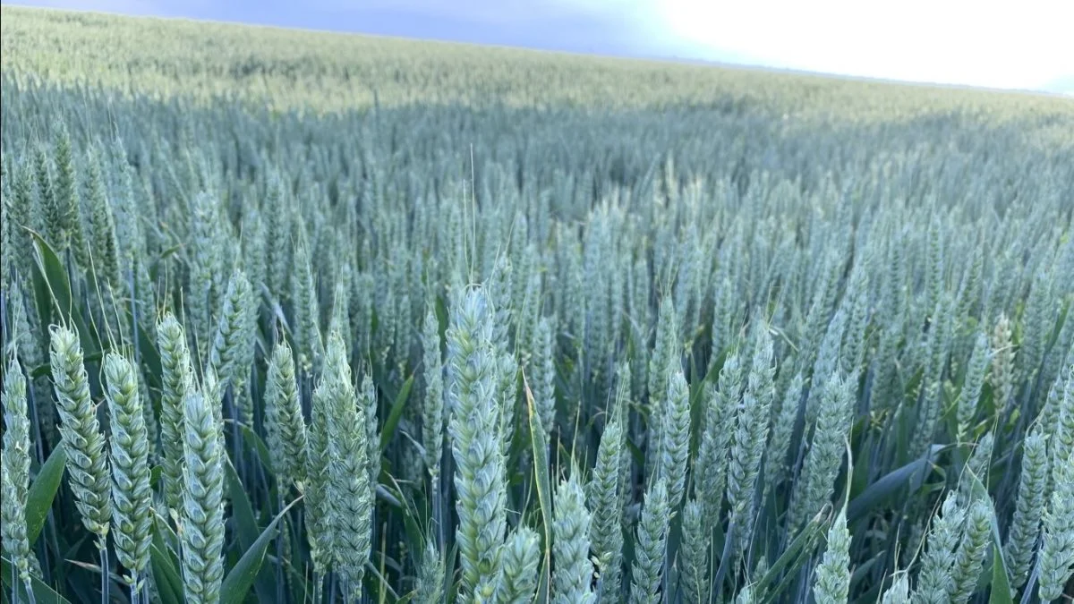 Danmarks Naturfredningsforening vil halvere klimabelastningen fra husdyrproduktionen i Danmark og fordoble landbrugsarealet med dyrkning af mad direkte til mennesker. Foto: Jacob Lund-Larsen