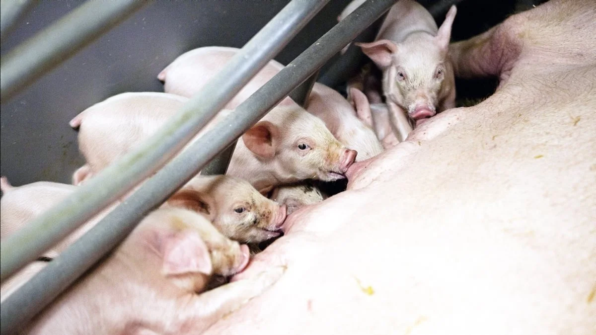Danmarks Naturfredningsforening vil halvere klimabelastningen fra husdyrproduktionen i Danmark og fordoble landbrugsarealet med dyrkning af mad direkte til mennesker. Foto: Jacob Lund-Larsen
