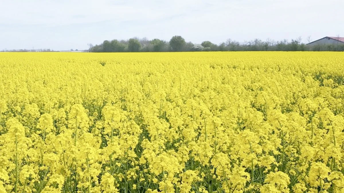 Rapsprisen fastholder indtil videre det opadgående momentum, hvorimod der er pres på hvdeprisen. Foto: Arkivfoto