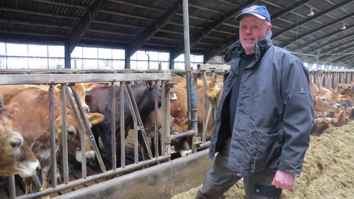 - Afskallet havre er rig på fedtsyrer og protein. Derfor har vi taget afskallet havre ind i foderrationen. Her erstatter den først og fremmest fedtsyrerne fra den del af sojaskråen, vi har taget ud, siger økologisk mælkeproducent Flemming Pedersen. Fotos: Gl. Buurholt ApS