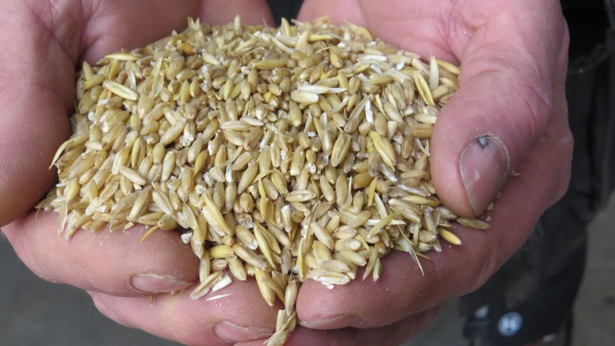 Fodringsmæssigt fungerer afskallet havre fint i kombination med hjemmeavlede hestebønner i den økologiske jersey-besætning på Askholm Agro A/S. 