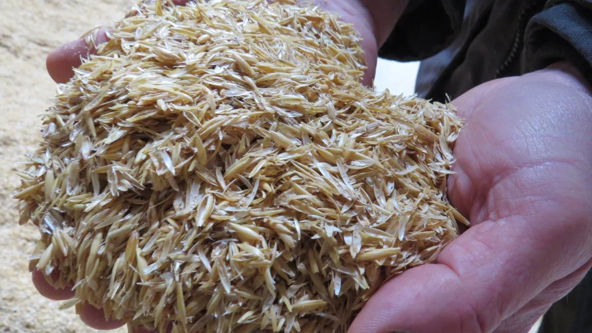 Den store mængde skaller fra den afskallede havre hos Flemming Pedersen går ikke til spilde, men erstatter al halmen som struktur i fuldfoderrationen til bedriftens køer. 