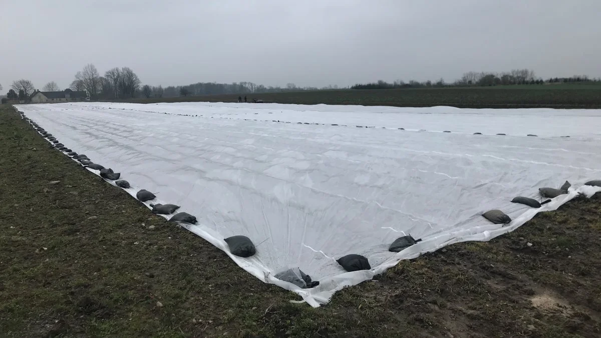 Både jordbær og tidlige kartofler overdækkes med fiberdug og plastic for at øge muligheden for tidlig start af salgsafgrøderne.