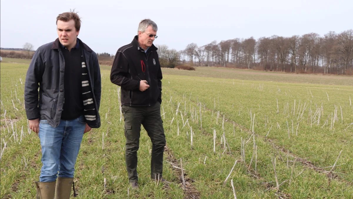 Her ses vinterhvede direkte sået i rapsstub.  
- Direkte såning må gerne være 10-14 dage før almindelig såning, siger David Dresen, Agrovi (tv). Denne hvede er sået den 3.-4. september.