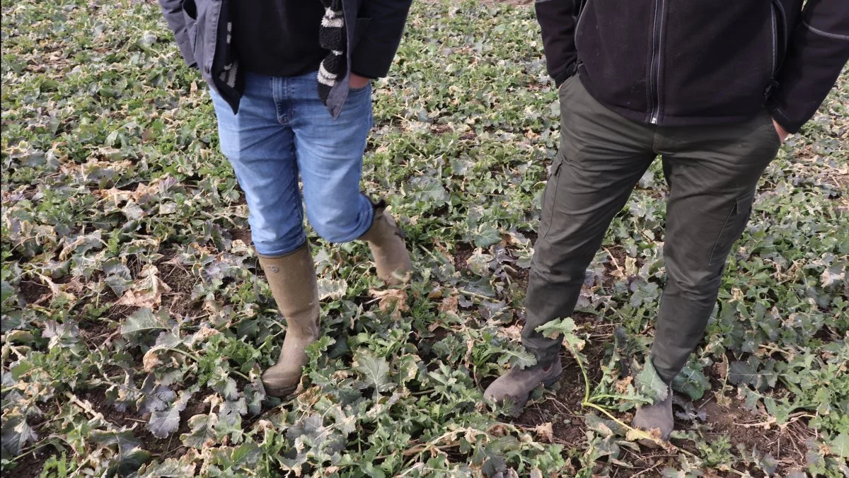 Vinterrapsen står kraftigt, men i lavninger er snegle ved at blive en udfordring.  Svampesygdommen lys bladplet ses der ikke meget af - og det er nok også for tidligt at se.