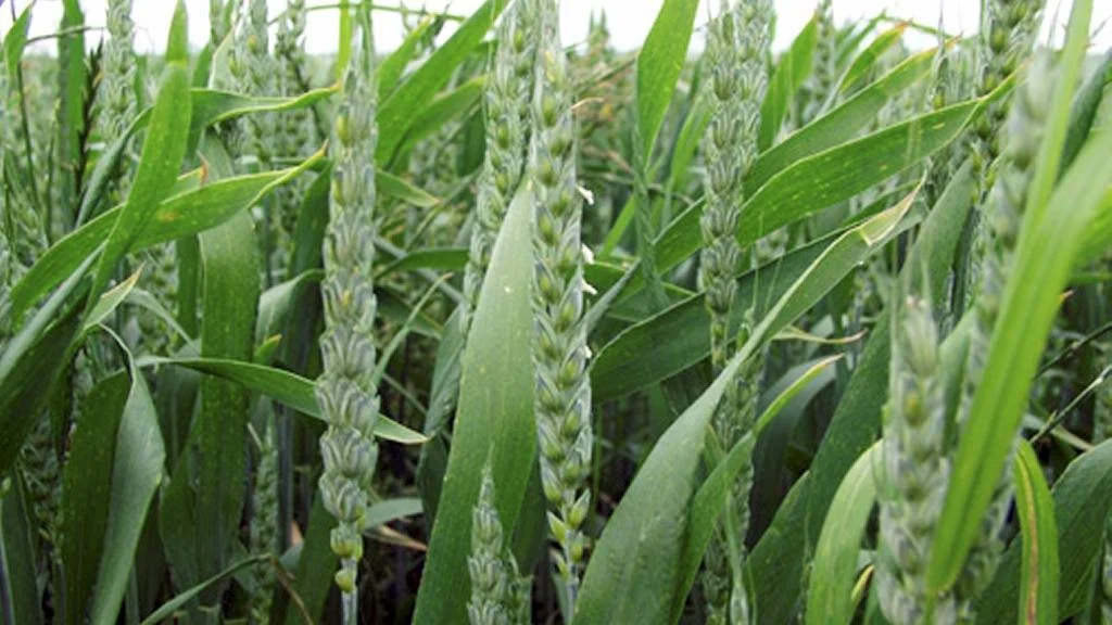 Hveden blomstrer 1-7 dage efter skridning. Et aks blomstrer på 4-5 dage og en mark på cirka syv dage. Blomstringen begynder midt i akset. På billedet er akset afblomstret midt i akset, og støvknapperne hænger ud.