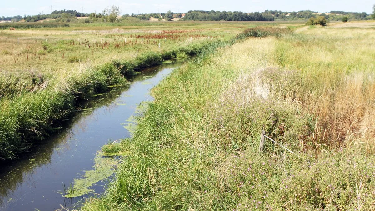 Forskerne havde en formodning om, at vandløbsdyr ville være mere påvirket af insekticiderne, når der er partikler i vandet, som insekticiderne kan binde sig til, end når vandet er fri for partikler. Det viste sig dog ikke at være tilfældet. 