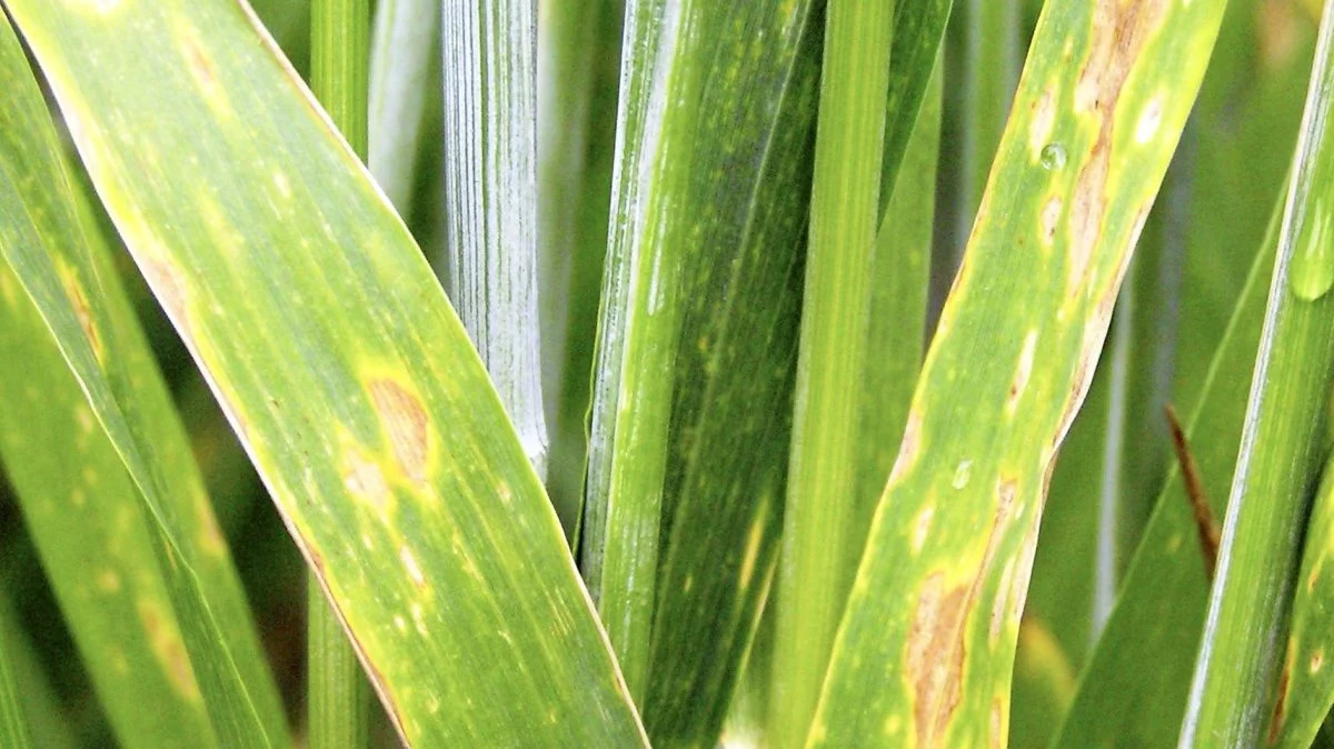 Det er vigtigt at følge afgrødens vækststadier og behandle, når nedbør og fugtigt vejr udløser en septoria-sprøjtning.