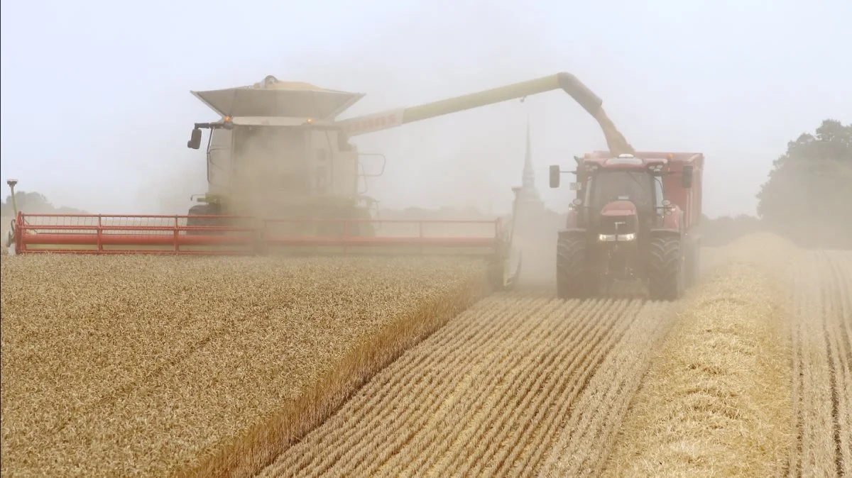 Tyskland forventes at få en lille fremgang i produktionen af hvede i 2021. Foto: Jørgen P. Jensen