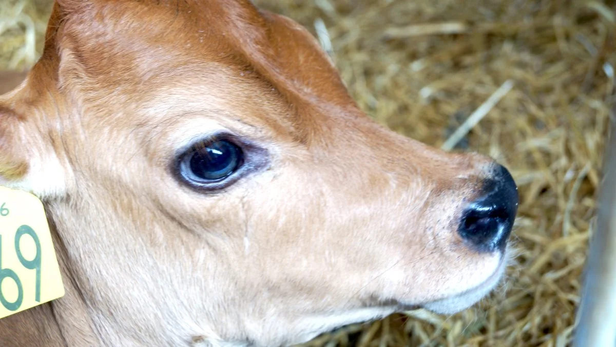 På Jersey Forum blev det konkluderet, at man er godt på vej mod målsætningen om, at man fra årsskiftet ikke længere må aflive tyrekalve. Blandt andet ved at lave flere hundyr. Arkivfoto
