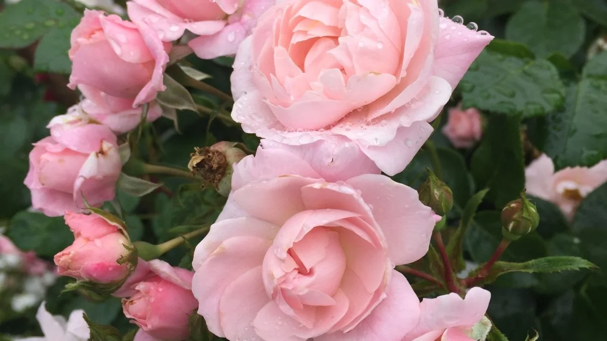 Rosen »Jim the Viking« er en af de nyeste roser, Rosa Eskelund fra forædlingsfirmaet Roses Forever har sendt på markedet. Rosen er medaljevinder på sundhed.