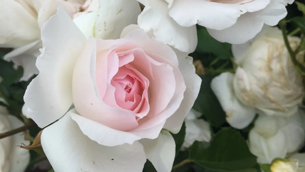 »Emmelie de Forest Forever« er en blomsterrig rose, der egner fra fortrinligt til buketter. 