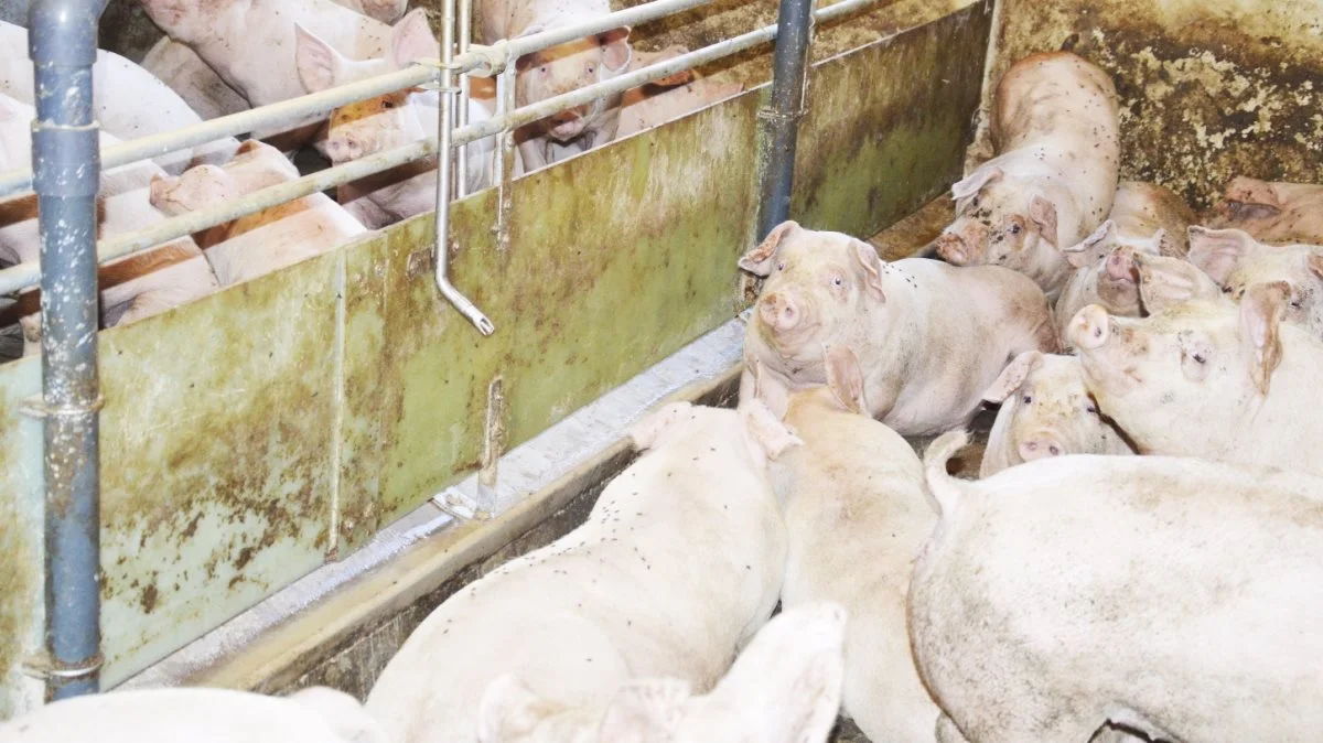 Andelshavere i Danish Crown får nu igen 10,50 kroner pr. kg for slagtesvin i vægtklassen 69 til 93,9 kg. Foto: Camilla Bønløkke