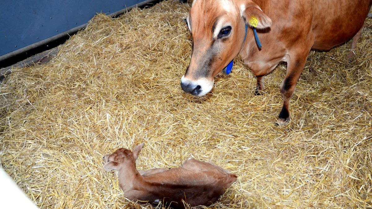 Det kræver en kalv at opretholde mælkeproduktionen. Lige nu er jerseyproducenter landet over i gang med at finde alternativer til at aflive deres jerseytyrekalve. Arkivfoto: Camilla Bønløkke