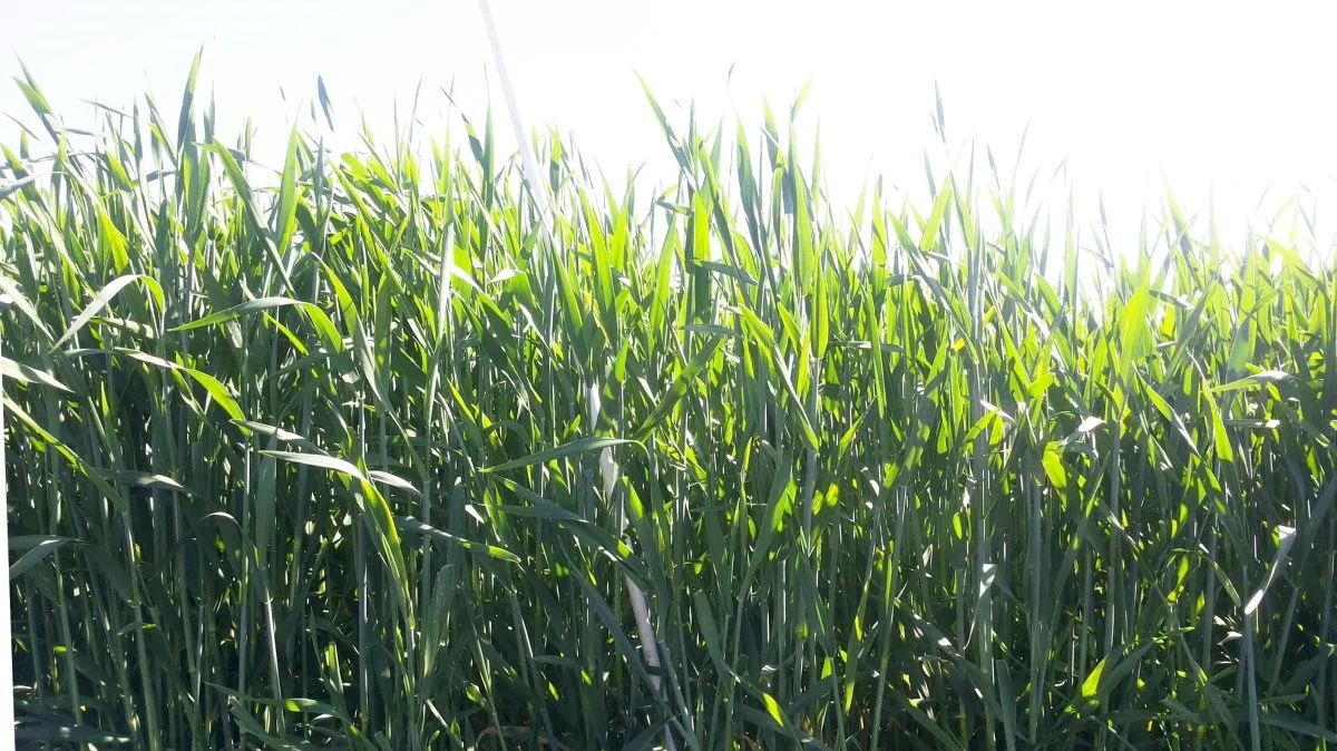 Rugen i venstre side er ubehandlet, og i højre side er der behandlet med 0,3 l/ha Moddus Start den 18. april. Højden er reduceret med 8-10 cm (Foto: Marie Uth, Sagro).