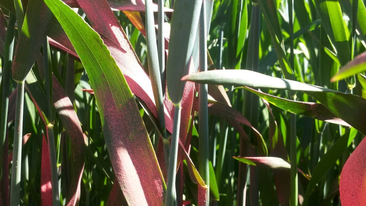 I en ubehandlet parcel er rugen spraymalet med rød farve den 2. maj. Billedet er taget den 7. maj, hvor man kan se, at rugen er vokset 10 cm i de mellemliggende fem dage april (Foto: Marie Uth, Sagro).