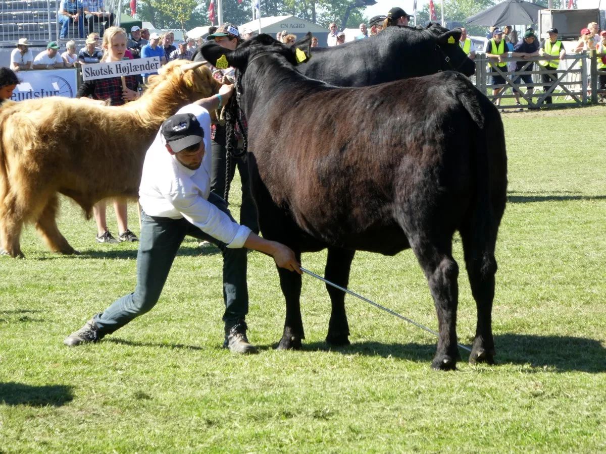 Der skal være styr på både benstilling og tilmeldingsfristen, som for kødkvæg er tidligere end det, der tidligere har været oplyst i LandbrugØst. Foto: Jesper Hallgren
