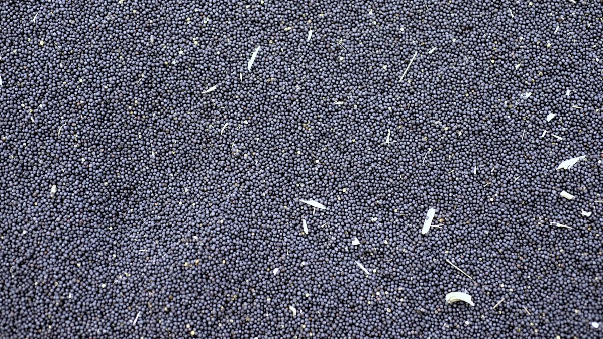 Det er blandt andet den aktuelle korrektion i prisen for sojaolie, der er med til at trække den europæiske rapspris med nedad her i Europa i indeværende uge, skriver Peter Arendt, der driver markedsanalysefirmaet MinAgro. Foto: Colourbox
