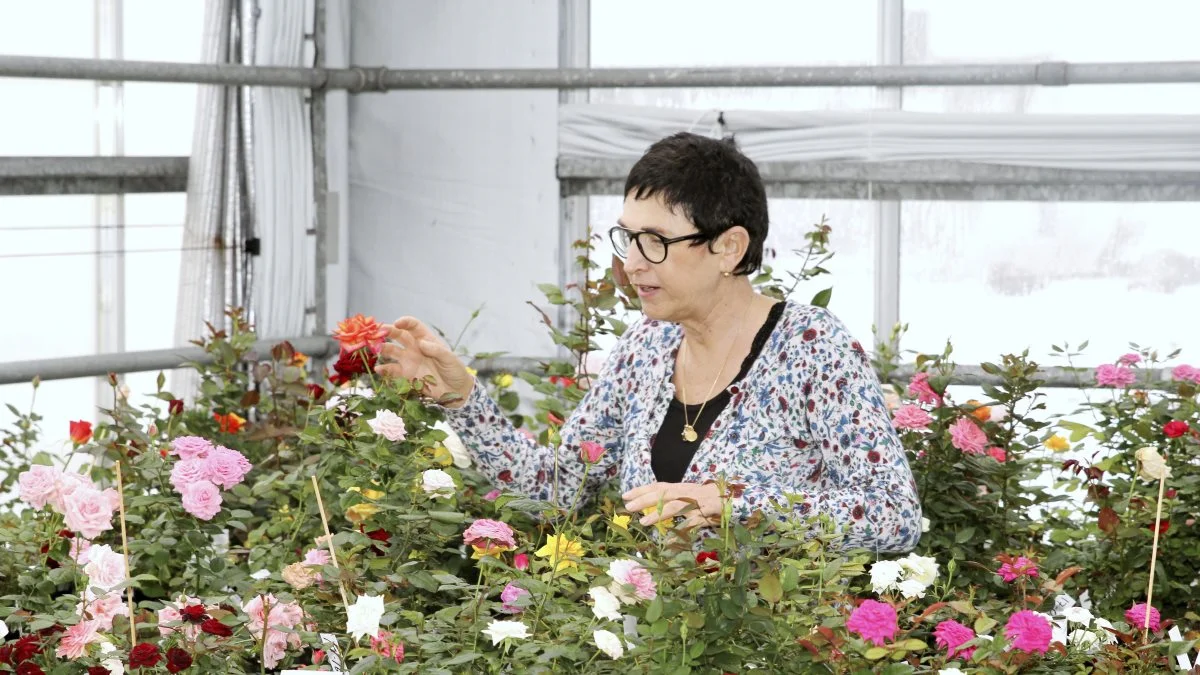 Rosa Eskelund er en af få roseforædlere i verden. Hun har sammen med sin mand Harley Eskelund forædlingsfirmaet Roses Forever og har netop haft 25 års jubilæum i branchen. 