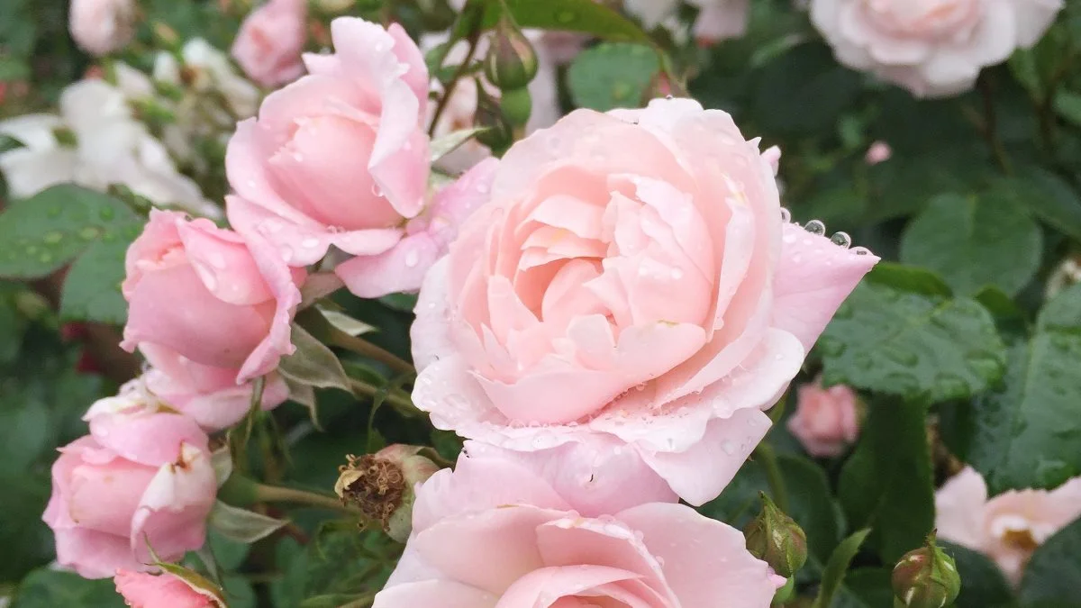 Rosen »Jim the Viking« er en af de nyeste roser Rosa Eskelund fra forædlingsfirmaet Roses Forever har sendt på markedet. Rosen er medaljevinder på sundhed.