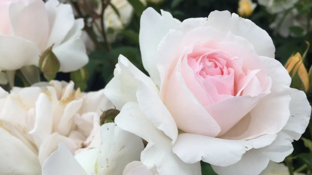 »Emmelie de Forest Forever« er en blomsterrig rose, der egner fra fortrinligt til buketter. 