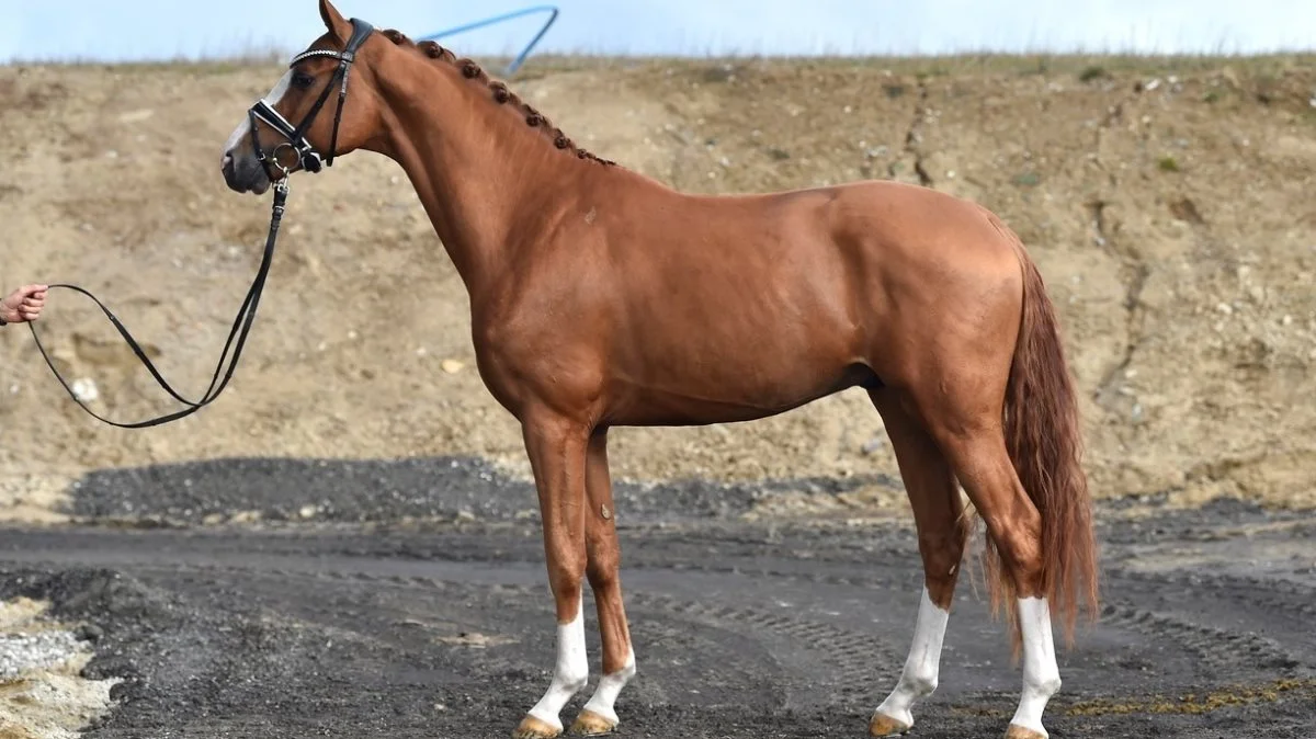 Præmiehingsten Hesselhøj Donkey Boss, der er danskavlet hos Hans Jørgen Hoeck og fremstillet ved Anders Hoeck, Asperup, er kåret som en af tre bedste treårige dressurhingste i Danmark. Foto: Ridehesten.com
