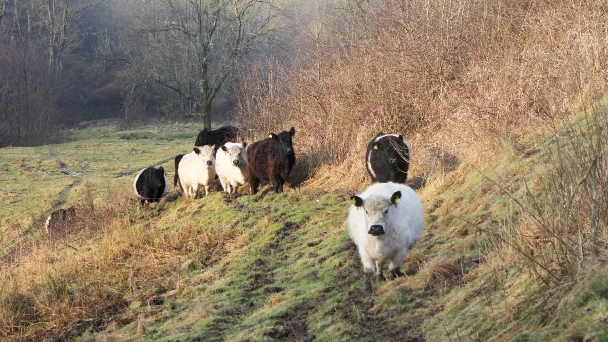 Hvis en landmand opførte sig, som Naturstyrelsen gør det lige nu på Mols, så ville det få store og alvorlige konsekvenser. Men sagen får næppe konsekvenser for Naturstyrelsen, lyder det fra Agri Nord. Arkivfoto