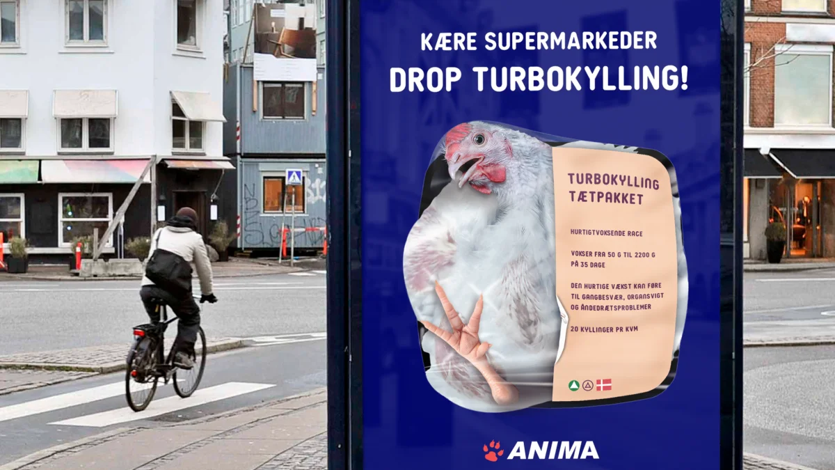 Sådan ser en af de 200 adshel-plakater ud, som dyreværnsorganisationen Anima har sendt rundt i landet som led i den nu anden kampagne mod blandt andre Rema 1000's salg af de såkaldte turbokyllinger. Foto: Anima