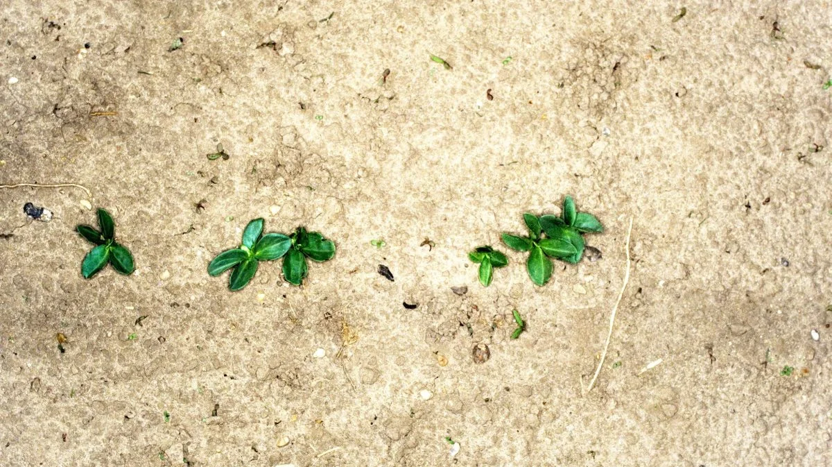 Sådan ser et plantefoto, taget fra en hurtigtkørende ATV ud. Foto: Mads Dyrmann, Aarhus Universitet