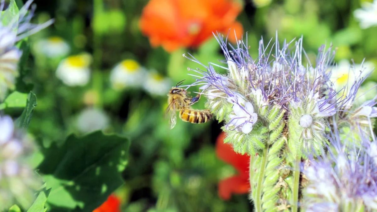 Ifølge WWF, Ikea og Haveselskabet er 1.844 danske plante-og dyrearter lige nu i fare for at uddø. Det forsøger de med projektet »Danmarks Vilde Haver« at sætte en stopper for. Arkivfoto: Camilla Bønløkke