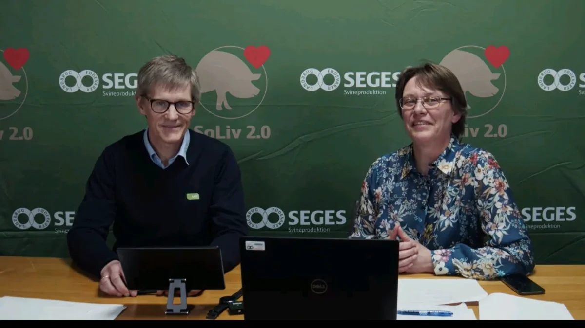 Lisbeth Ulrich Hansen, chefforsker i Seges Svineproduktion, og Claus Heisel, dyrlæge i LVK, gav forleden i et webinar deres anbefalinger, når det kommer til tilsyn af søerne i drægtighedsstalden.